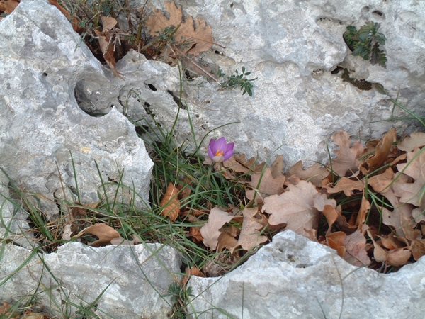 Zafferano selvatico - Crocus longiflorus